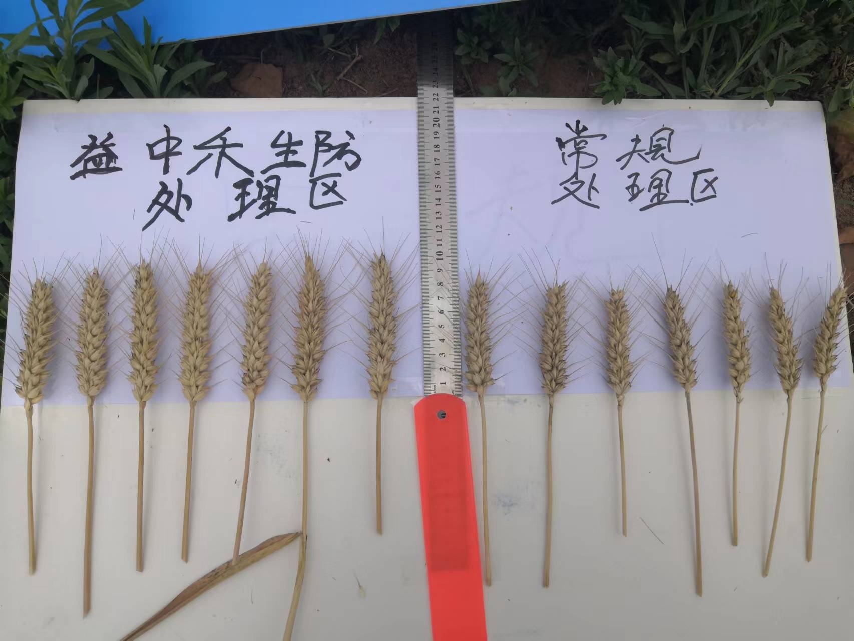 小麥施用菌益根效果-麥穗